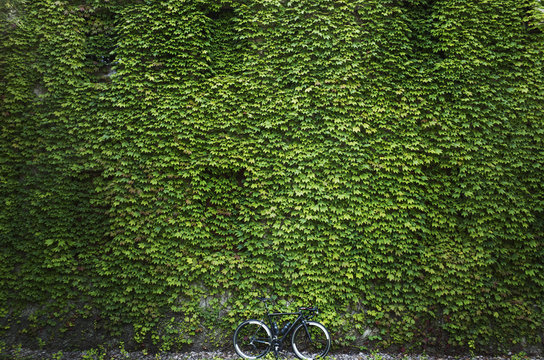Lush ivy on wall and lone bicycle