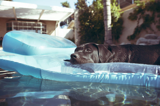 Black dog lying on pool raft in water