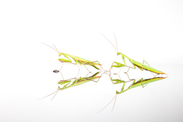 Two Green Mantis