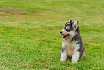 Siberian husky puppy