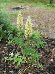 Lupinus, commonly known as lupin or lupine, is a genus of flowering plants in the legume family, Fabaceae. Yellow flowers.
