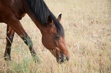 Caballo marr√≥n comiendo