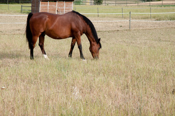 Caballo marr√≥n comiendo