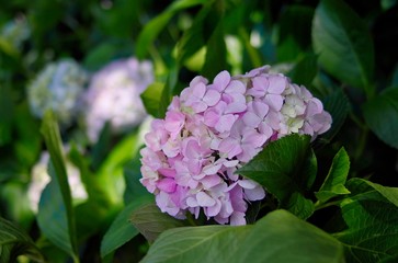 Hydrangea