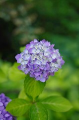 Hydrangea
