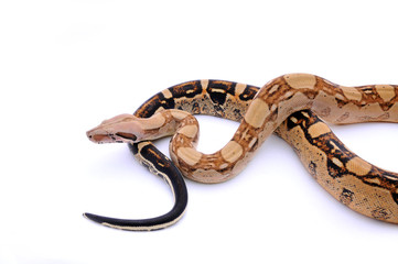 Boa constrictor imperator aztec