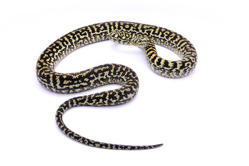 Morelia spilota cheynei zebra