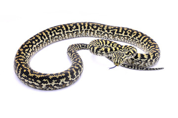 Fototapeta premium Morelia spilota cheynei zebra