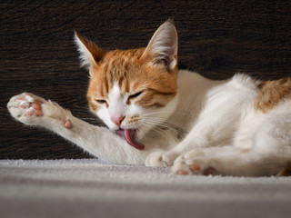 Cat washes language. The coat is white with red, pink tongue. Background dark wooden board. Portrait of a cat largly 