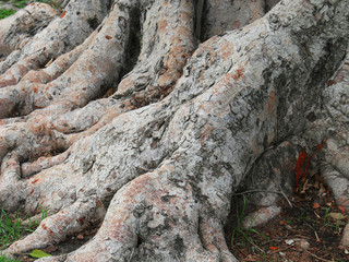 roots tree