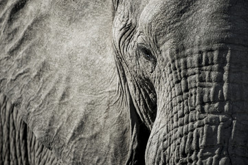 Close up of elephant