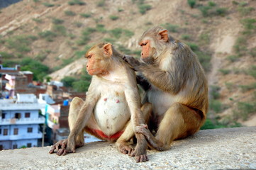 Two monkeys in Jaipur, India. One monkey looking for fleas in the other