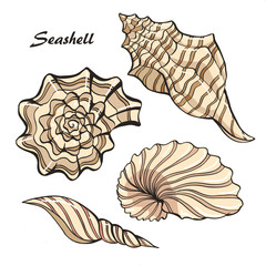 Obraz premium seashell color set