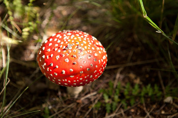 Red spotted toadstool