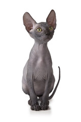 Don Sphinx kitty cat in studio