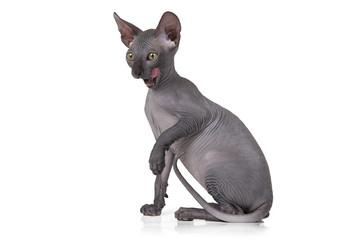 Hairless Don Sphinx kitten