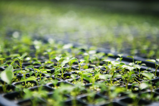 Plants growing in seedling trays