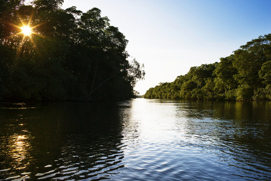 View of river in forest