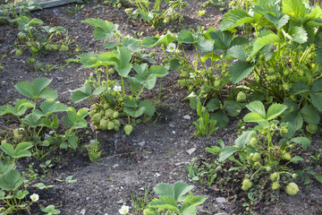 Strawberry plants growing in garden / allotment.