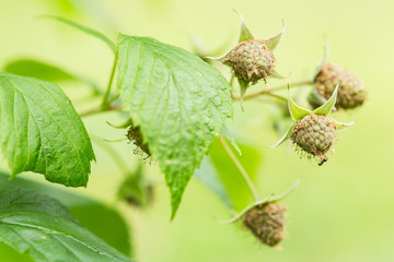 unripe Raspberry plant