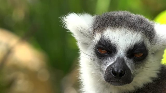 Ring-tailed lemur pet (Lemur catta).
