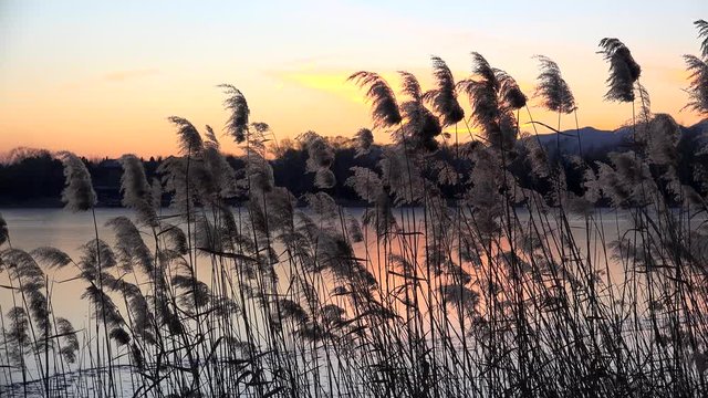 Miscanthus sinensis (Chinese silver grass) with the frozen lake at sunset. Summer Palace, Beijing, China.