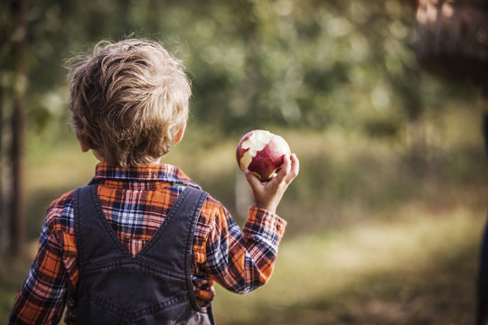 Rear view of a boy holding eaten apple