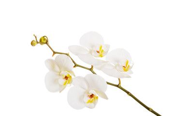 Naklejka na ściany i meble White orchid with yellow center