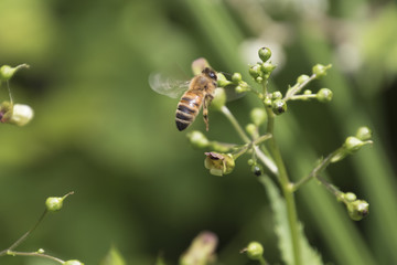 bee on wildflower