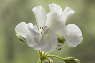 Fototapeta na wymiar Geranium flower