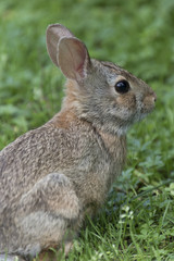 rabbit in the forest