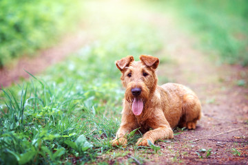 The portrait of Irish Terrier for a walk in the summer - 113224021