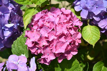 ピンクドリーム（紫陽花）／山形県にあるアジサイ園で撮影した、ピンクドリームという紫陽花の写真です。
