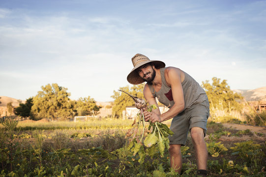 Young man harvesting in field