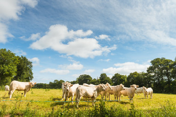 Fototapeta na wymiar Herd of white cows in green field
