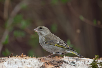 Greenfinch (Carduelis chloris) on birch trunk for natural backgr