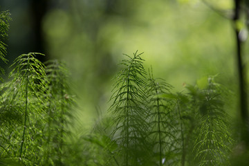 Forest plants and wildflowers on abstract natural background. Sh