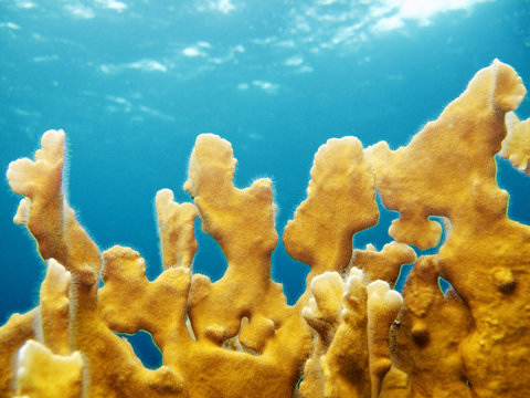 Close-up of fire corals underwater