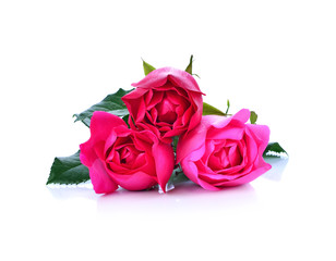 Pink rose isolated on white background