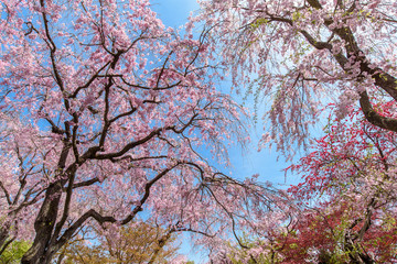 満開のしだれ桜