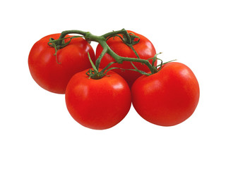Closeup of tomatoes on the vine isolated on white