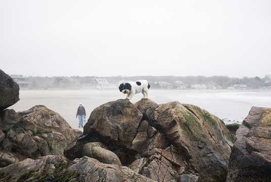 USA, Massachusetts, Magnolia, Portrait of dog standing on rocks