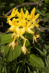 Fototapeta premium unusual yellow flower on the Bush