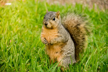 Naklejka na ściany i meble Squirrel standing in green grass