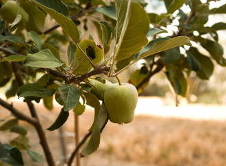 An aple tree with little aple growth in a farm