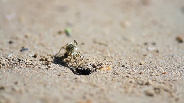 crab on a sandy beach out of the hole and goes into the distance
