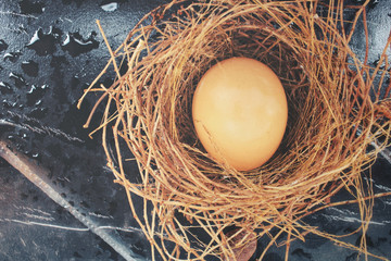 Egg in a nest
