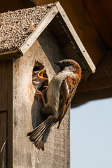 young sparrow at nesting box feeding