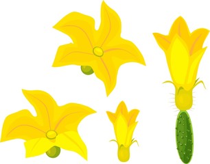 cucumber flowers