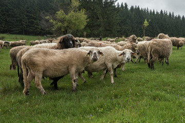 Obraz premium Hairy sheep on a green meadow 35